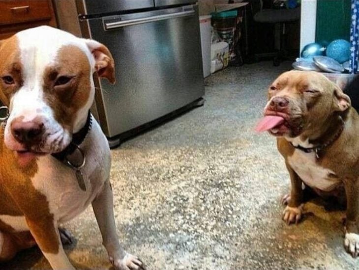 perro sacando la lengua 