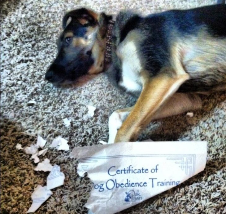 perro con certificado de obediencia 