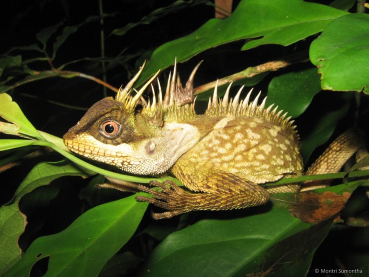 Iguana arbol de cuernos