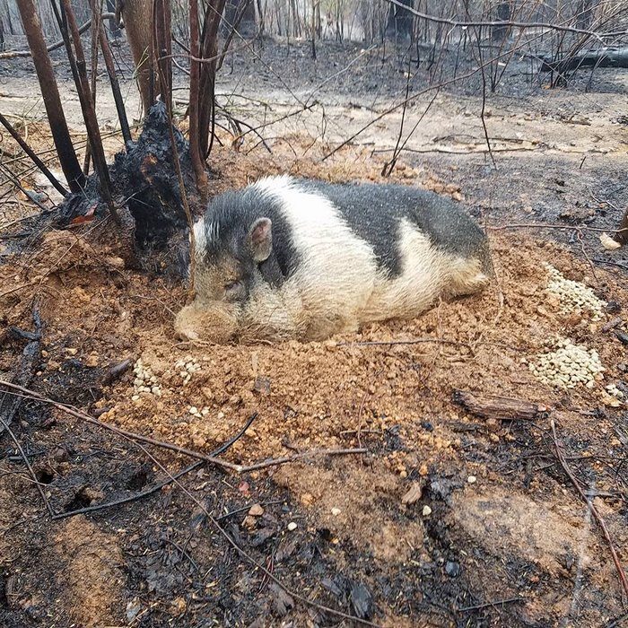 Cerdito se enterró a sí mismo para sobrevivir incendio