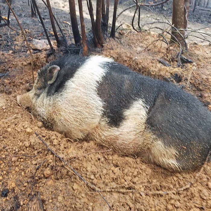 Cerdito sobrevivió incendio