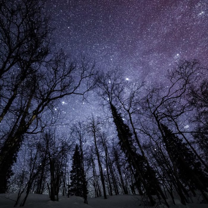 Bosque nevado estrellado