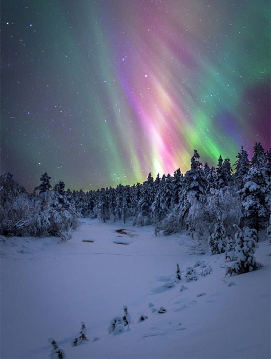 Aurora boreal en bosque nevado