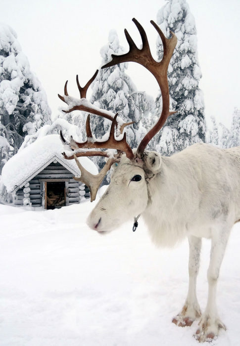 Reno en medio de la nieve