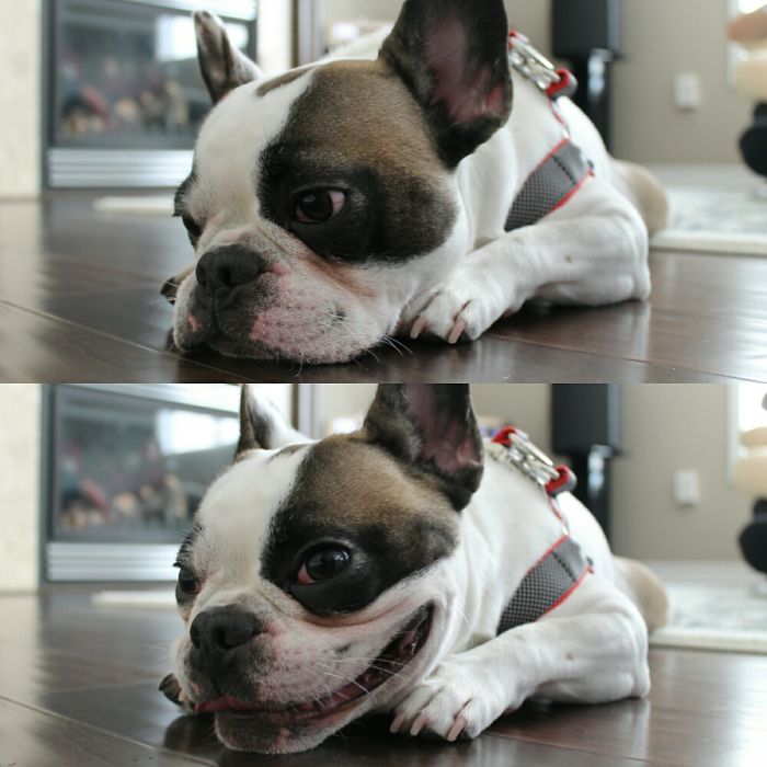 mascotas antes y después de que les dijeran que son BUENOS CHICOS