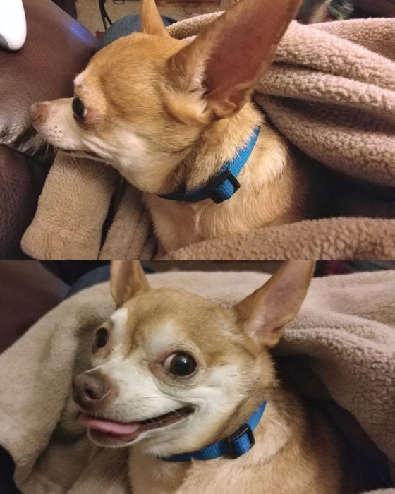 Perro mirando hacia otro lado, después sonriendo a la cámara