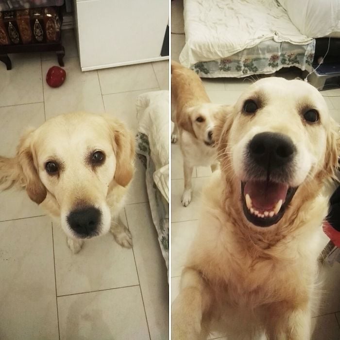 Perro sonriendo a su dueño