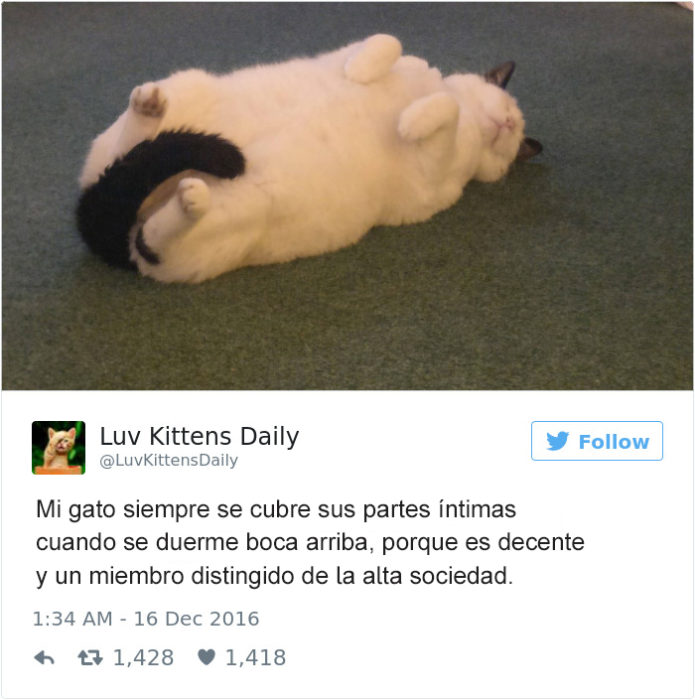 Tuits gatos 2016 - gato dormido