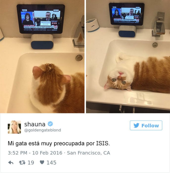 Tuits gatos 2016 - gato viendo noticias