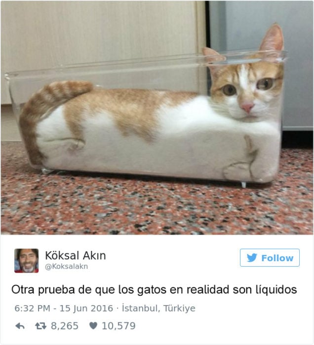 Tuits gatos 2016 - gato adentro de un recipiente