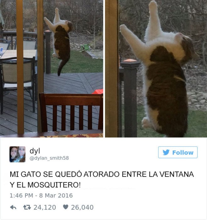 Tuits gatos 2016 -gato atorado en la ventana