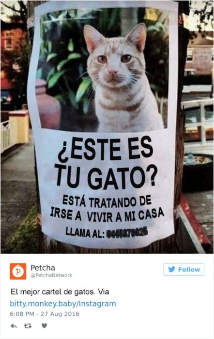 Tuits gatos 2016 - poster de gato encontrado