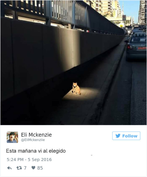 Gatos que protagonizaron los Tuits más divertidos del 2016