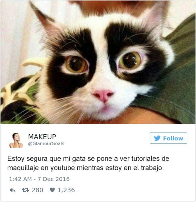 Tuits gatos 2016 - gato con ojos negros ahumados