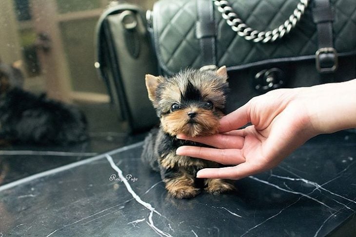 Perrito mini más chico que una bolsa