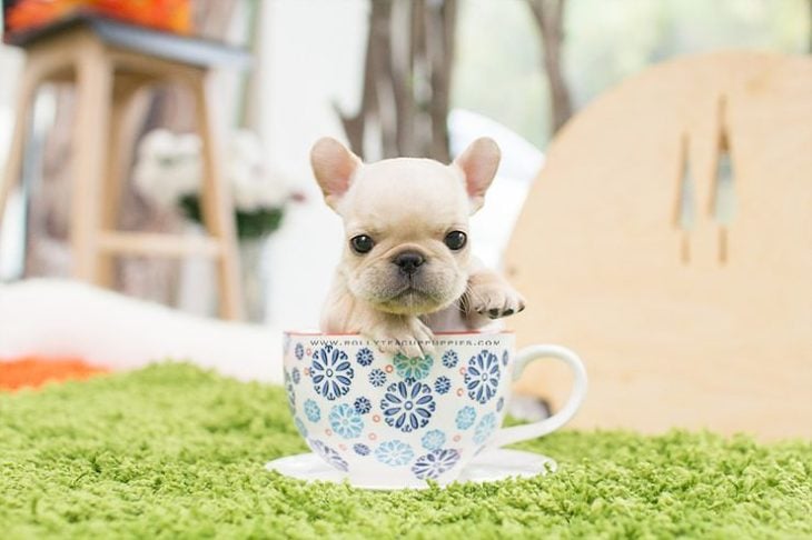 Perro blanco en taza de té