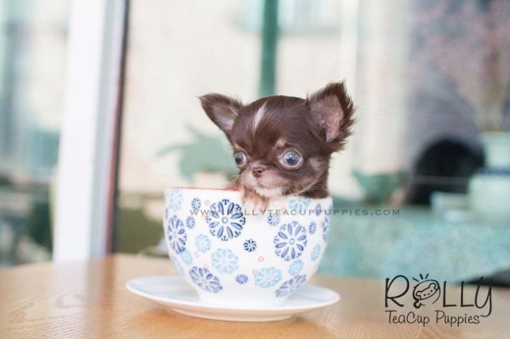 Perro adentro de una taza de te