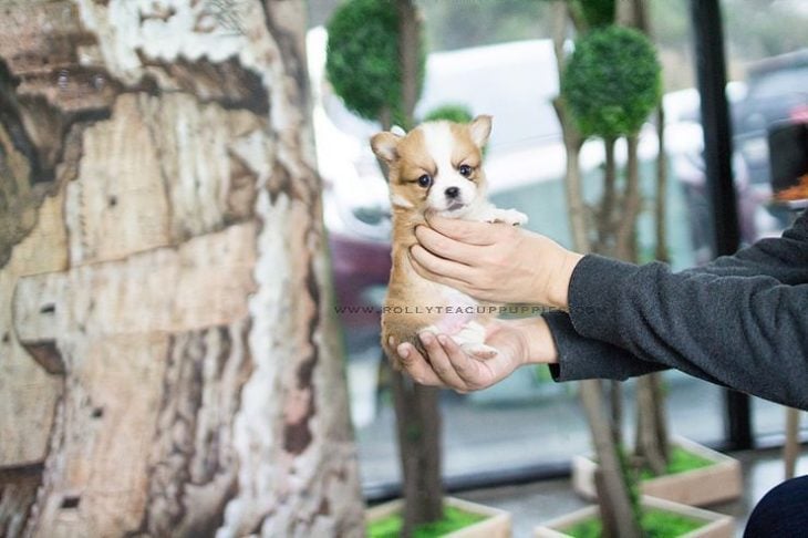 Perro del tamaño de una mano