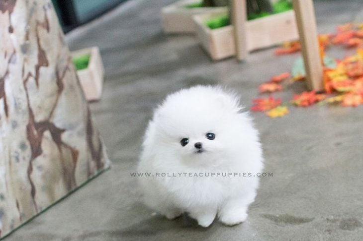 Perrito blanco bola de pelos