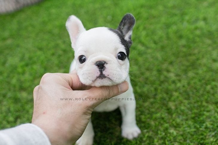 Perrito mini buldog inglés