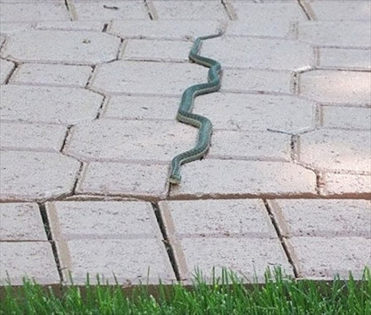 serpiente avanzando perfectamente 