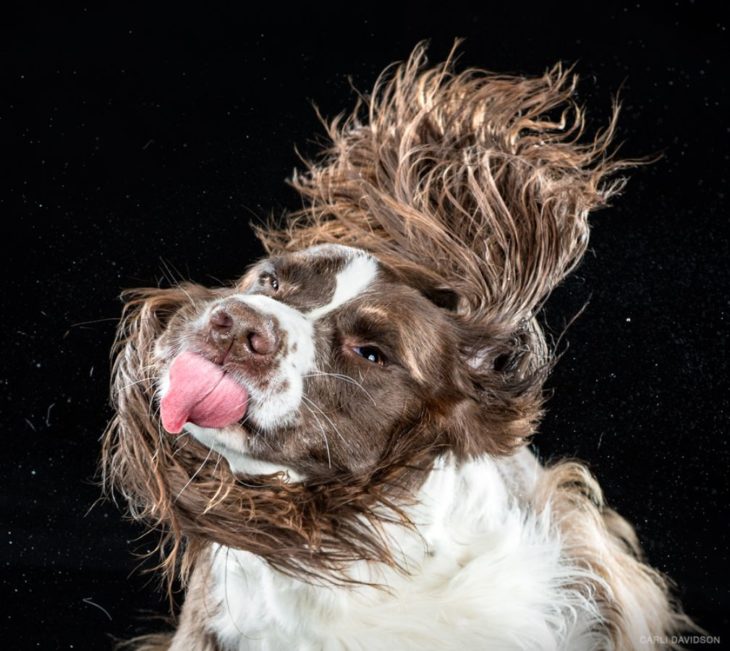 Perro con orejas grandes sacudiéndose 