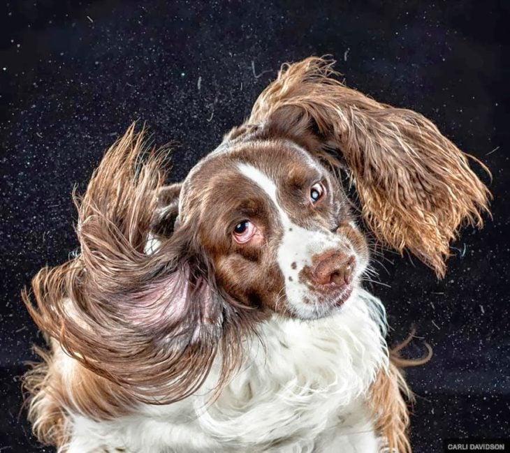 Un perrito sacude sus orejas frente a la cámara