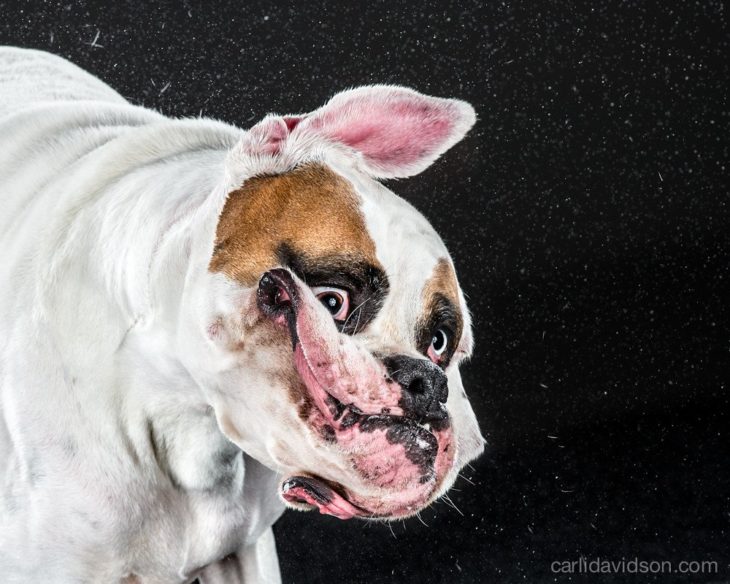 Perro sacudiéndose en cámara lenta 