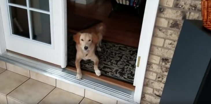 Perrita en la puerta de su casa