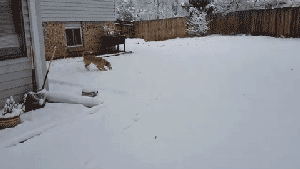 Perrita jugando en la nieve