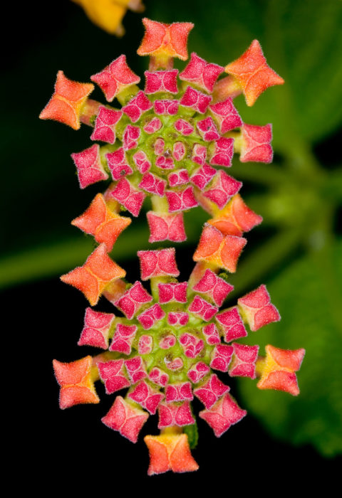 la-flor-que-parece-una-alfombra-de-brillantes