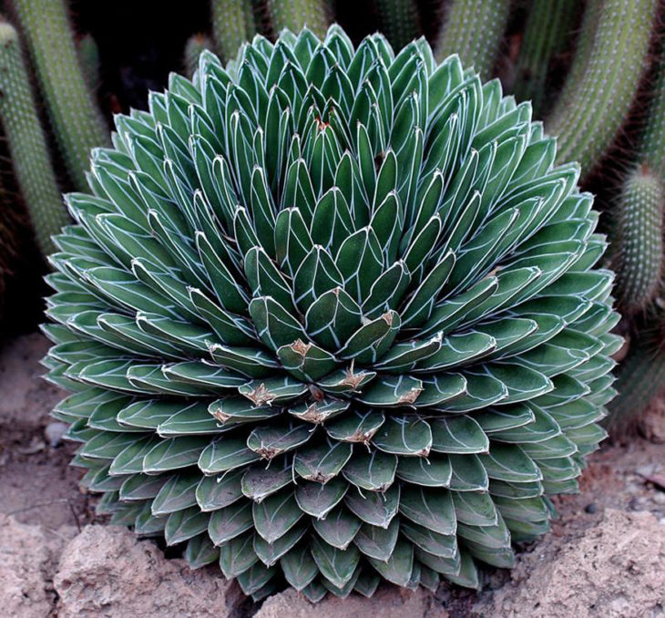 agave