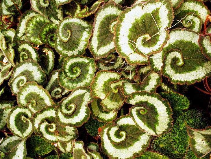 begonia-de-espiral