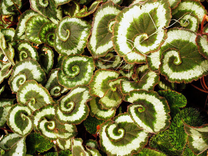 begonia-de-espiral