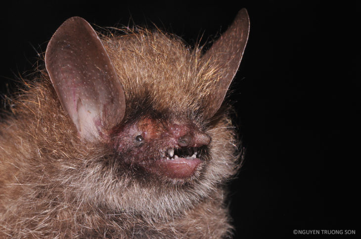 murcielago cabeza peluda