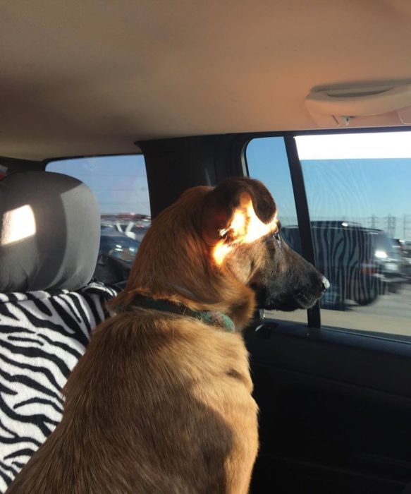 Perro pastor aleman sentado en un coche viendo por la ventana
