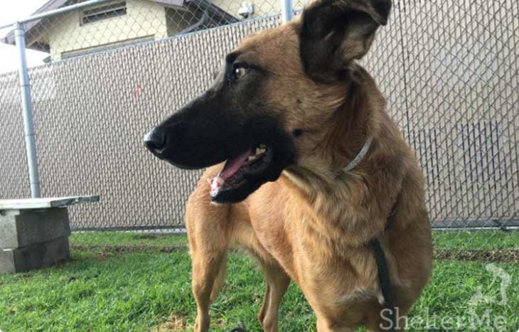 Perfil perro pastor alemán