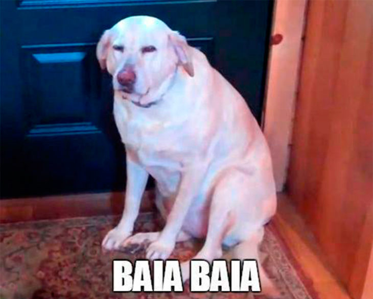 Perro "baia, baia"