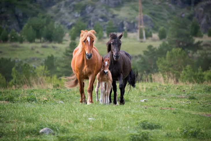 familia de caballos