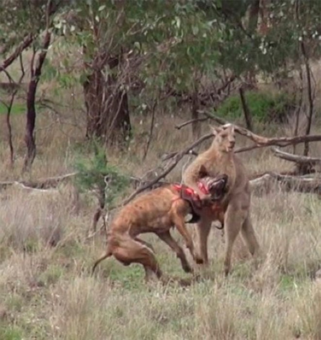 Canguro secuestra a un perro