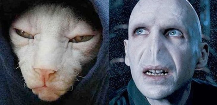 el gato de voldemort