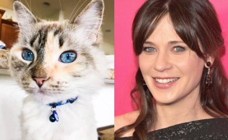 Zoe deschanel y un gato