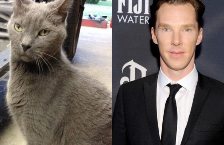 el gato de benedict