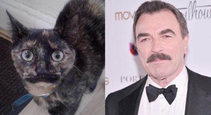 tom selleck y su gato