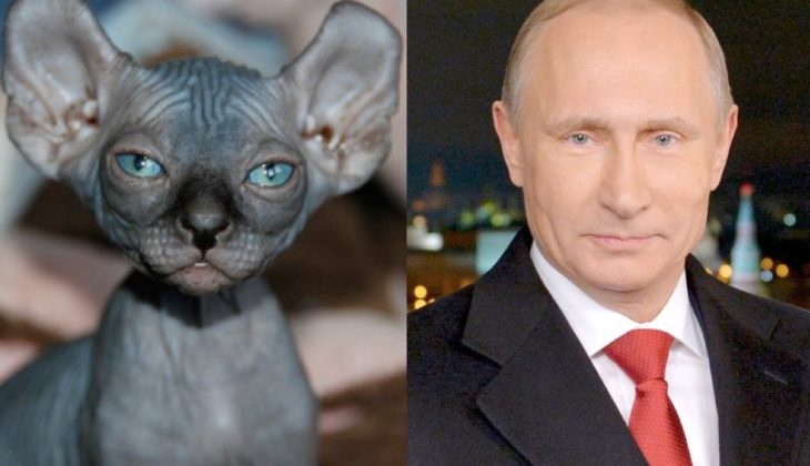 gato que se parece a vladimir putin 