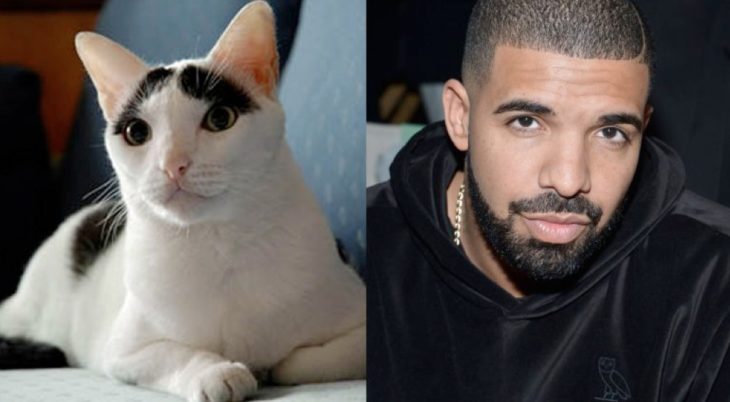 gato que se parece a drake