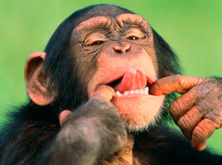 chimpancé 