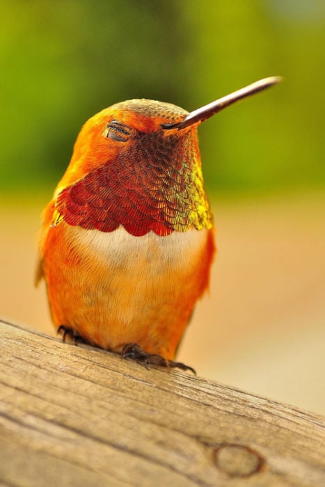 colibrí dorado