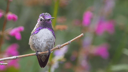 gif de colibrí en paisaje violeta 