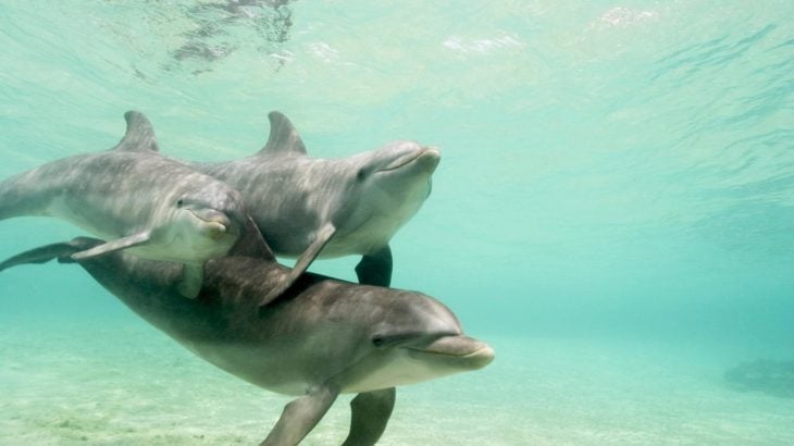 familia de delfines